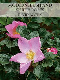 Modern, Bush and Shrub Roses