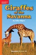 Giraffes of the Savanna