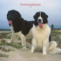 Newfoundlands 2008 Square Wall Calendar (German, French, Spanish and English Edition)