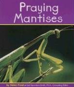 Praying Mantises (Insects)