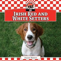 Irish Red and White Setters (Dogs)