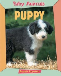 Puppy (Baby Animals)