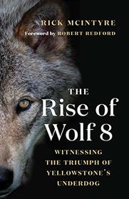 The Rise of Wolf 8: Witnessing the Triumph of Yellowstone's Underdog