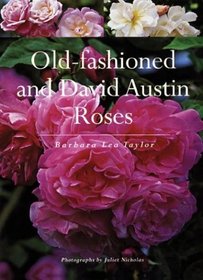 Old-Fashioned and David Austin Roses