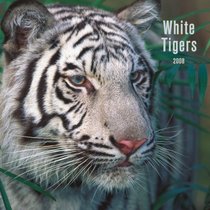 White Tigers 2008 Square Wall Calendar