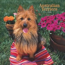 Australian Terriers 2008 Square Wall Calendar