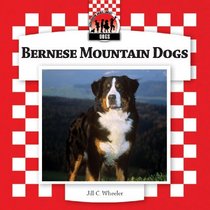 Bernese Mountain Dogs (Dogs Set 8)