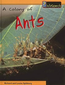 A Colony of Ants (Animal Groups)