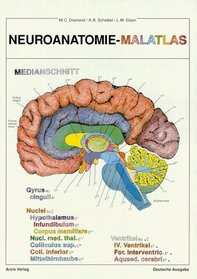 Neuroanatomie - Malatlas.