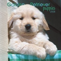 Golden Retriever Puppies 2008 Mini Wall Calendar