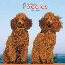 Poodles, Toy and Miniature 2008 Square Wall Calendar (German, French, Spanish and English Edition)
