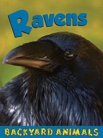 Ravens (Backyard Animals)