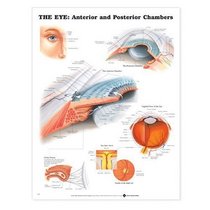 The Eye: Anterior and Posterior Chambers Anatomical Chart