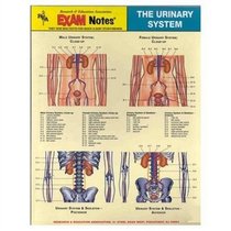 Urinary System Anatomy EXAM Notes