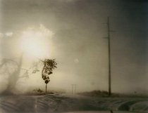 Todd Hido: Crooked Cracked Tree in Fog (One Picture Book #60, with Print)