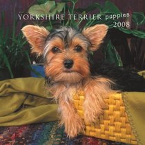 Yorkshire Terrier Puppies 2008 Mini Wall Calendar (German, French, Spanish and English Edition)