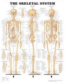 The Skeletal System Anatomical Chart