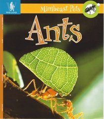 Ants (Minibeast Pets)