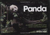 Panda: An Intimate Portrait Of One Of The World's Most Elusive Characters