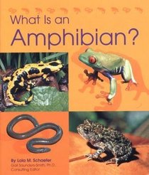 What Is an Amphibian (Animal Kingdom)