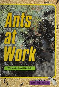 LITTLE CELEBRATIONS, NON-FICTION, ANTS AT WORK, SINGLE COPY, STAGE 3B