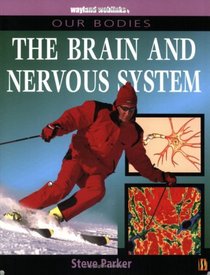 The Brain and the Nervous System (Our Bodies)