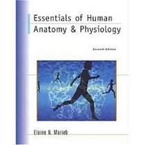 Essentials of Human Anatomy & Physiology