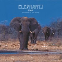 Elephants 2008 Square Wall Calendar