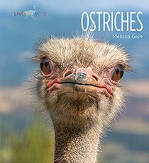 Ostriches (Living Wild)
