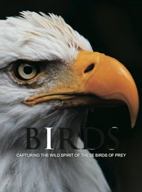 Birds: Capturing the Wild Spirit of These Birds of Prey