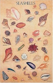 Seashells Poster (Posters)