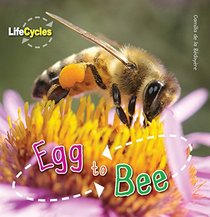 Egg To Bee (LifeCycles)