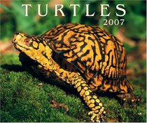 Turtles 2007 (Calendar)