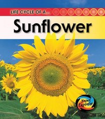 The Life of a Sunflower (Raintree perspectives)