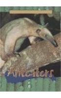 Anteaters (Animals of the Rain Forest)
