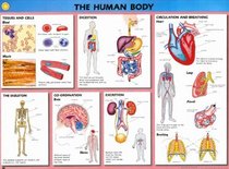 Human Biology Wallcharts (Human Biology W/charts)