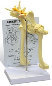 Canine Hip Model