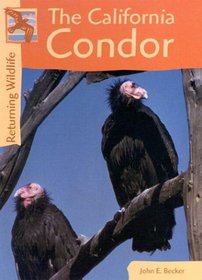 California Condors (Returning Wildlife)