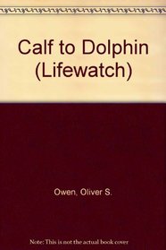 Calf to Dolphin (Lifewatch)