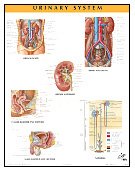 Urinary System Chart (Netter Charts)