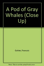 A Pod of Gray Whales (Close Up)