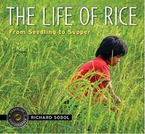 The Life of Rice: From Seedling to Supper (Traveling Photographer)