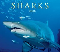Sharks 2008 (Calendar)