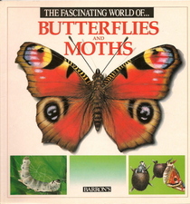 The Fascinating World of Butterflies and Moths