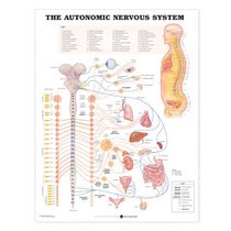The Autonomic Nervous System Anatomical Chart