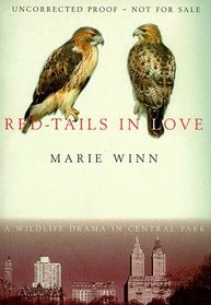 Red Tails In Love a Wildlife Drama In Ce