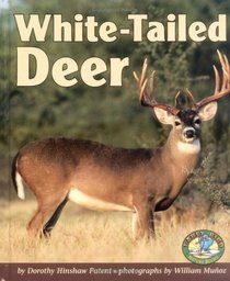 White-Tailed Deer (Early Bird Nature Books)