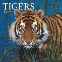 Tigers 2008 Square Wall Calendar (German, French, Spanish and English Edition)