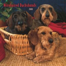 Dachshunds, Wirehaired 2008 Square Wall Calendar (German, French, Spanish and English Edition)