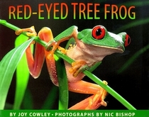 Red-eyed Tree Frog